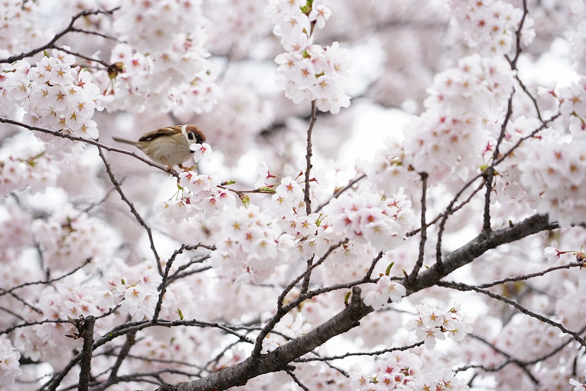 春の貴婦人