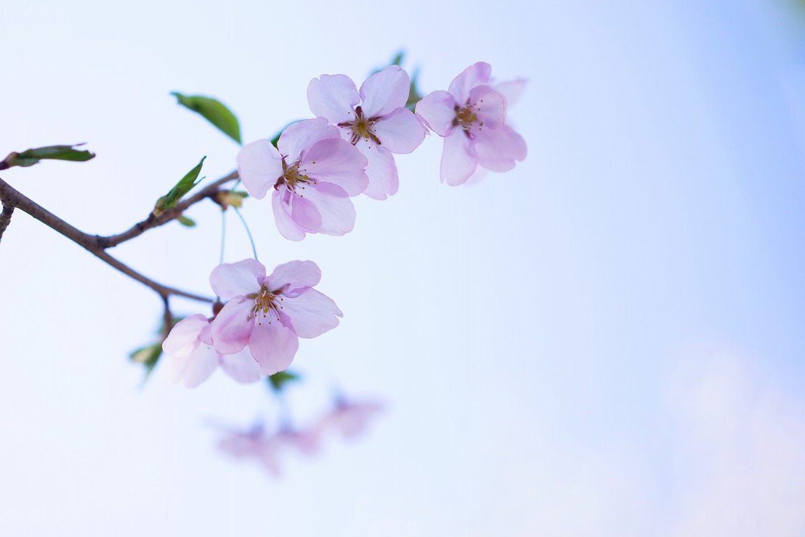 桜花