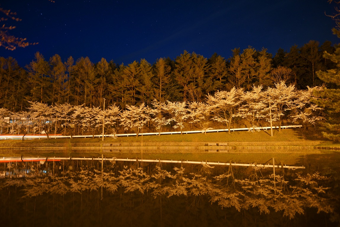 湖面桜