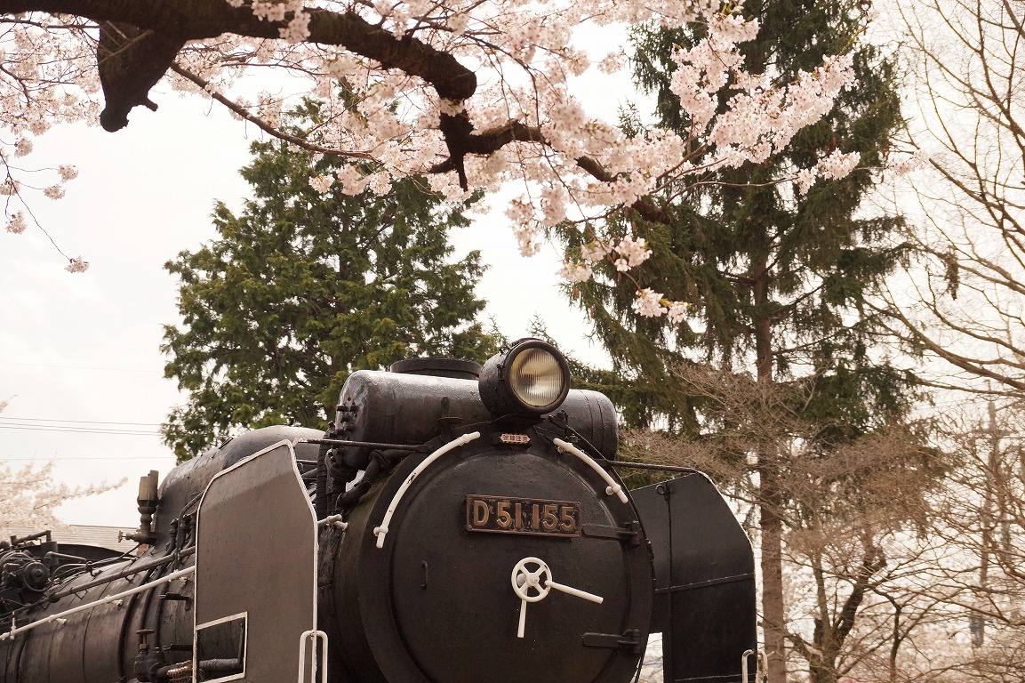 桜のD51