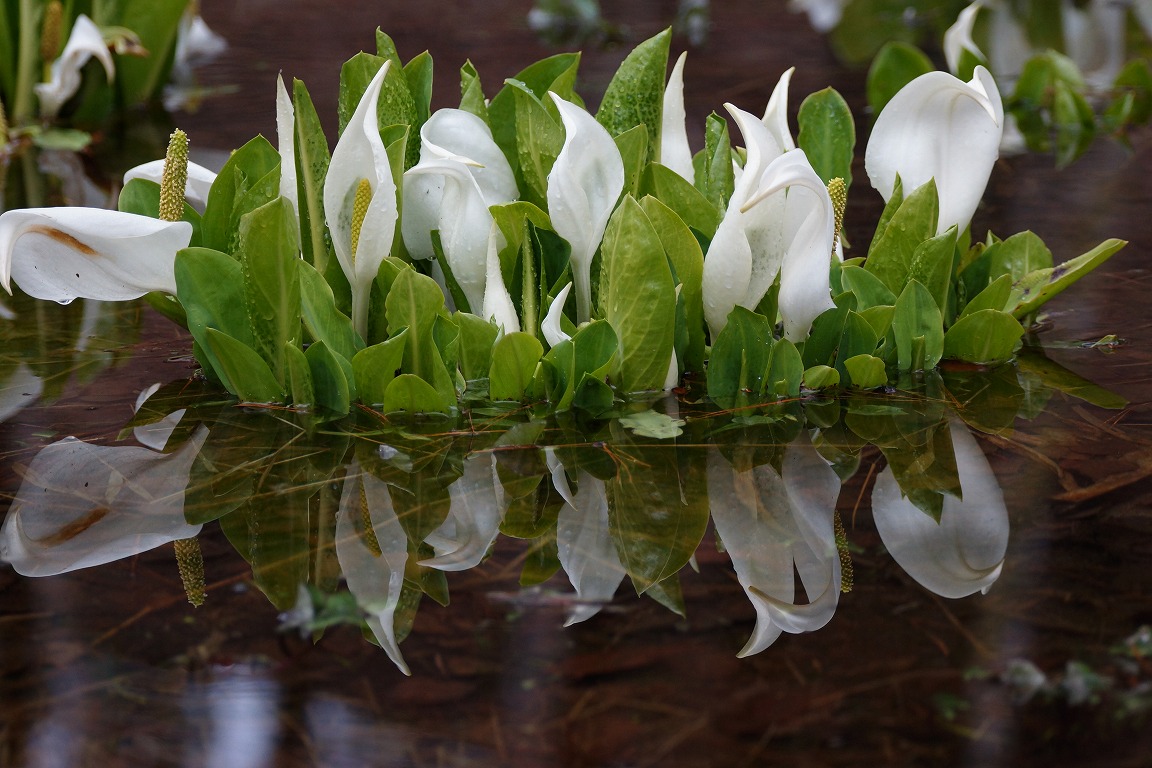 水芭蕉