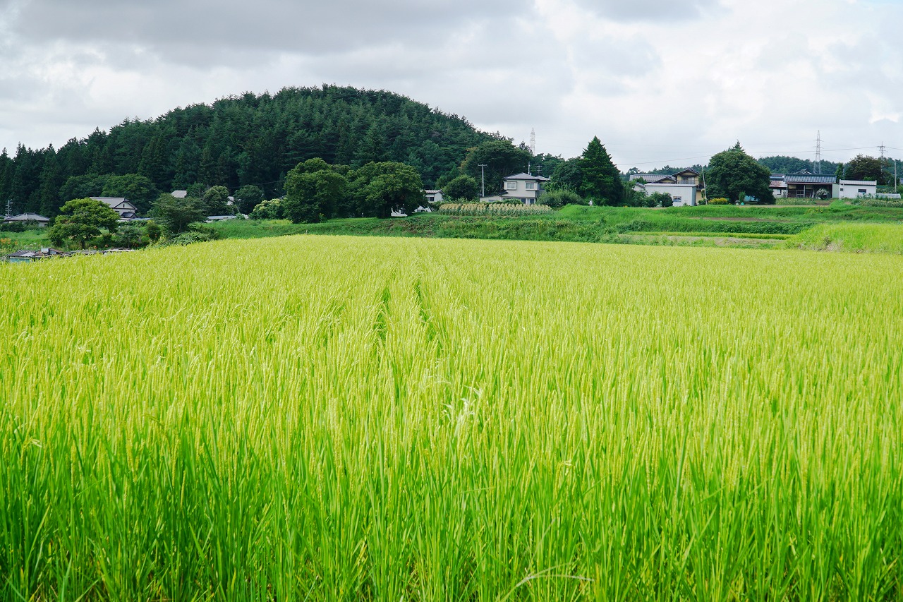 実りの秋が期待できそう