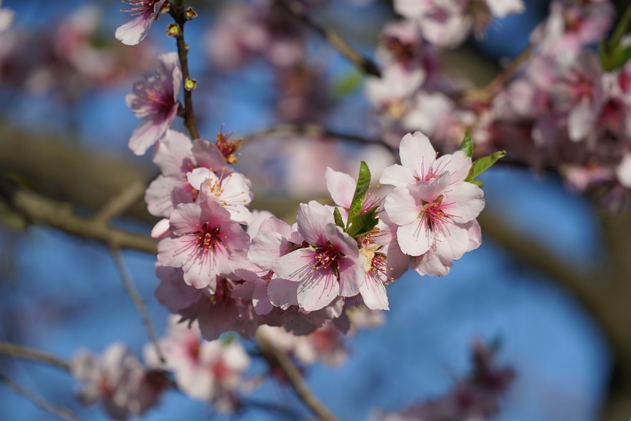 ⑧桜じゃないのよ