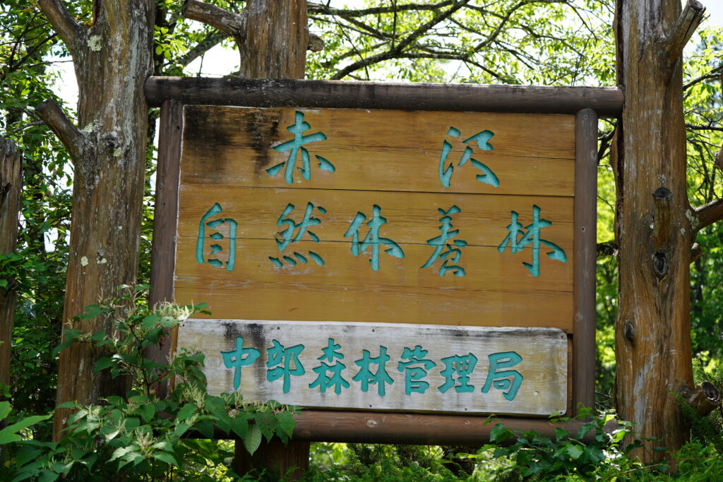 ２０２３夏の撮影会報告赤沢自然休養林